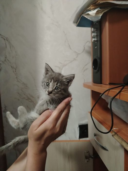 Отдам котят в хорошие руки