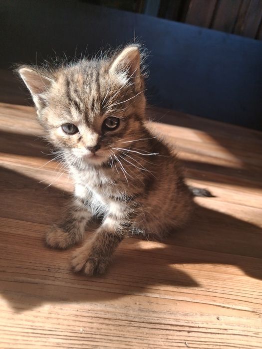 отдаём котят в добрые руки