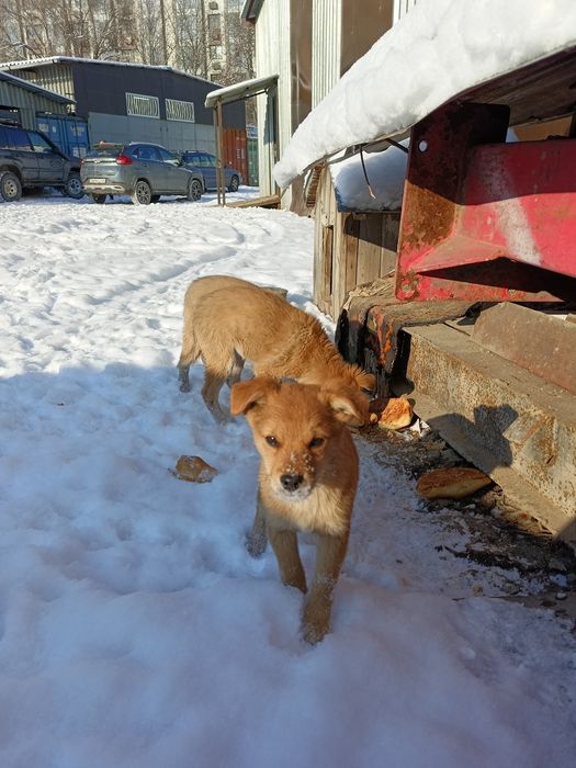 отдам щенков девочки мальчики