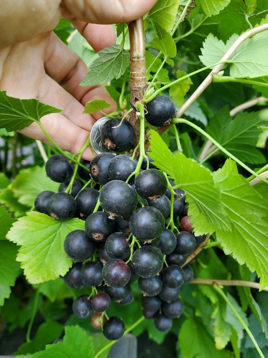 Саженцы чёрной смородины.