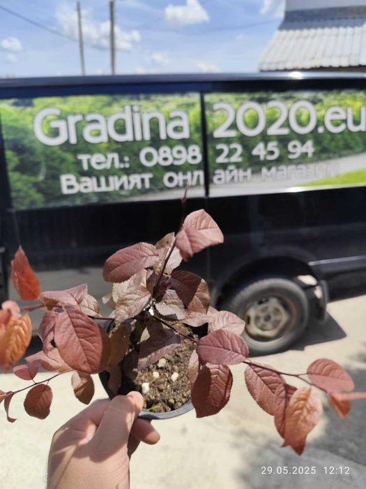 Червенолистна слива