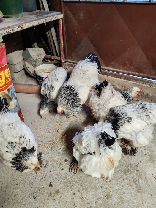 Vând 4+1 brahma HD 2025