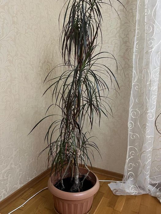 Продам  комнатное  растение