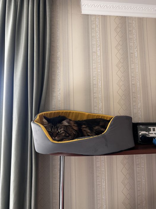 Бесплатно отдам кошку