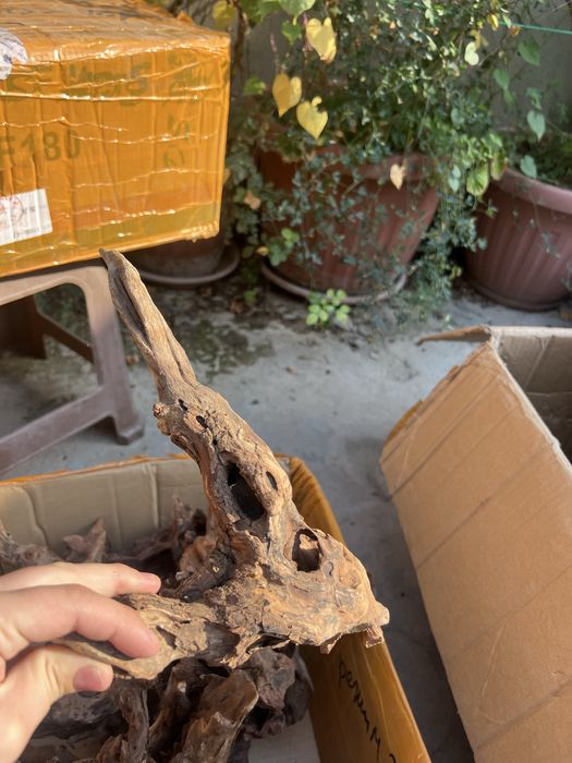 Коряги разного размера и вида