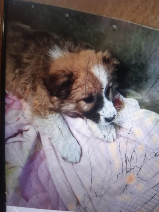 Пушистые щенки в добрые руки