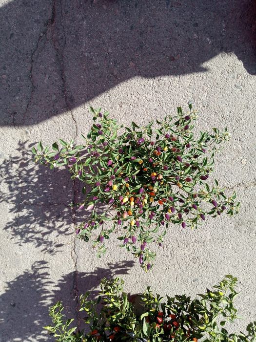 Продам семена острого перца в стрючках