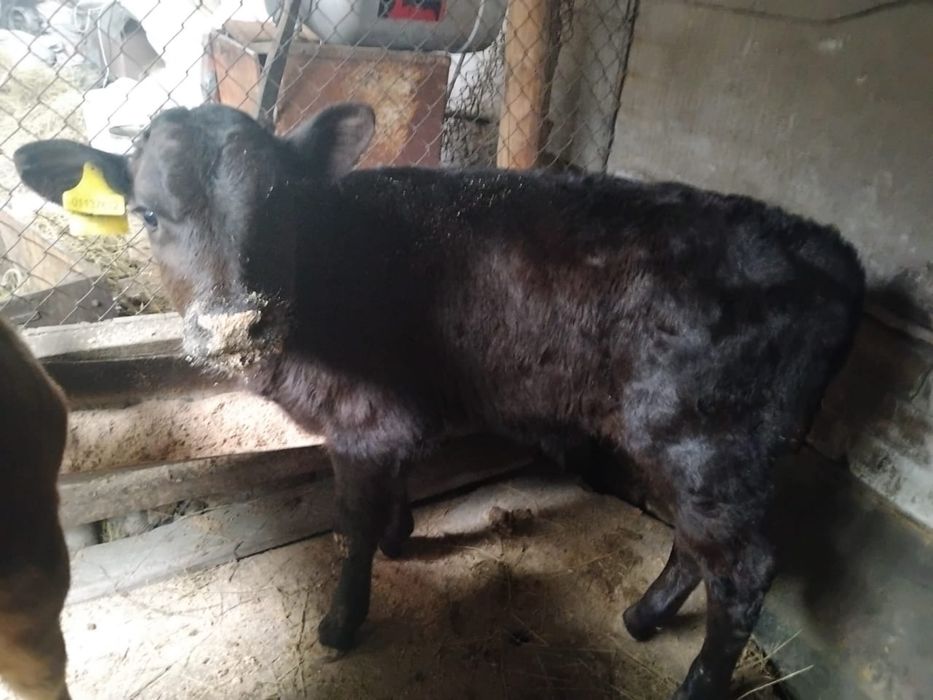 Продам молочных телят