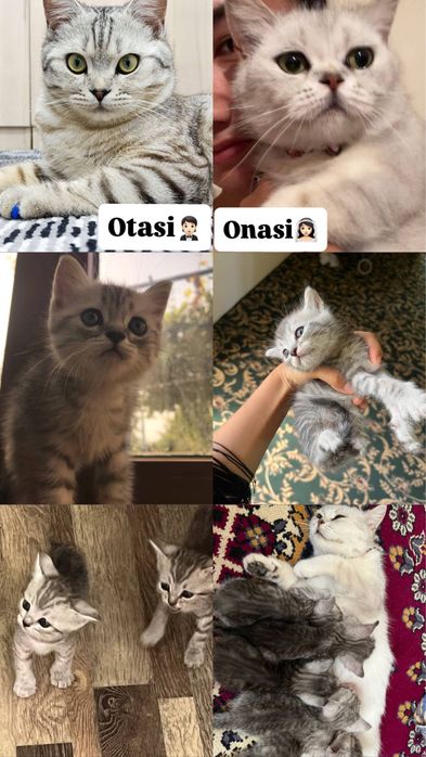 Шиншила мушукчалари сотилади