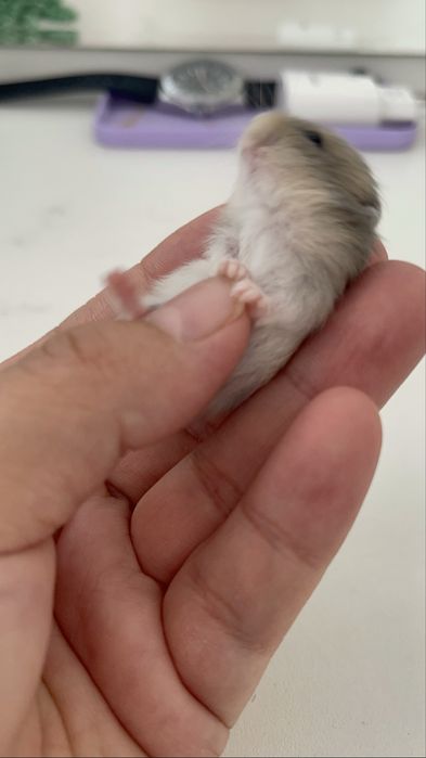 Джунгарские хомяки