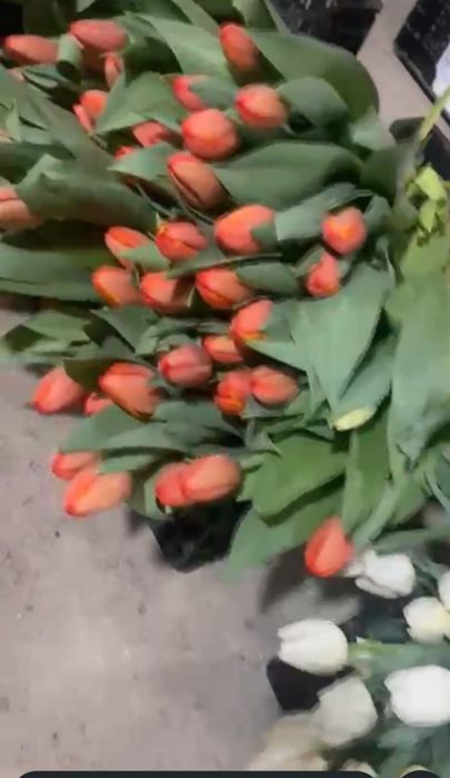 Тюльпаны крупные 5 расцветок