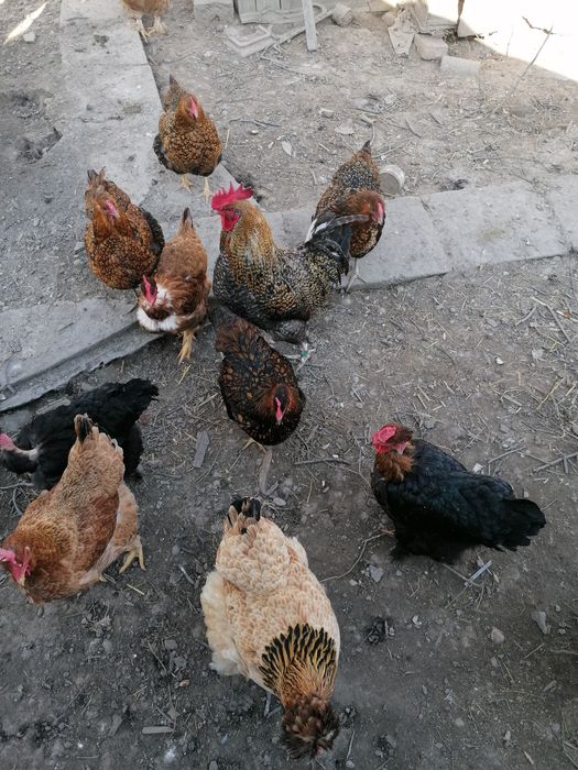 Pui de găină de țară