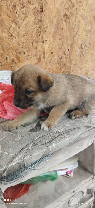 Отдам щенка кушык берем