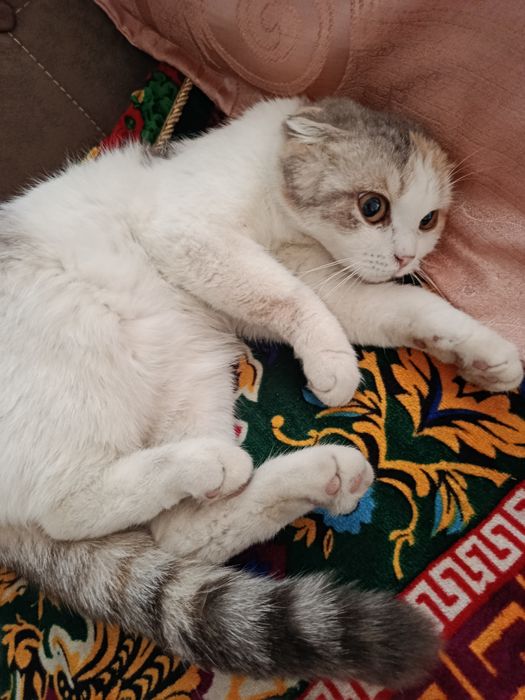 Mushuk visla uxa