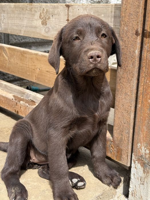 Лобрадор ретривер