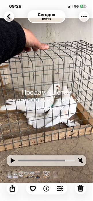 Продам сизых с игрой с тягой