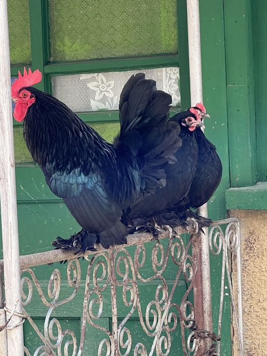 Mii de Flori portelan si negru