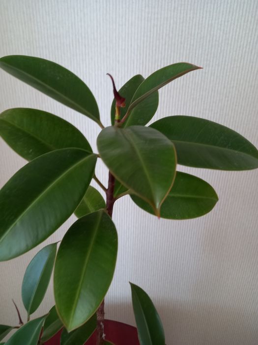 Украшение дома ЦВЕТЫ