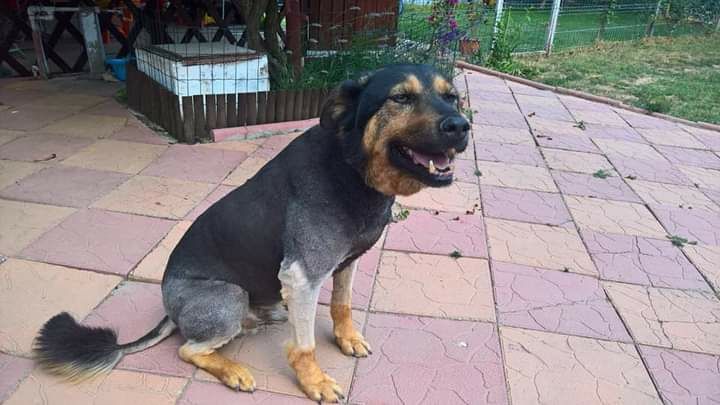 Super OFERTA Cosmetica Canina la domiciliu-frizer canin-tund caini