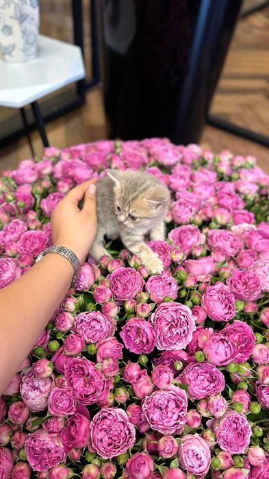 Золотая Шиншилла