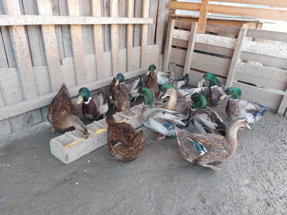 Vand gâște africane, rate Rouen salbatic, rate mute lesesti, cocos GSG