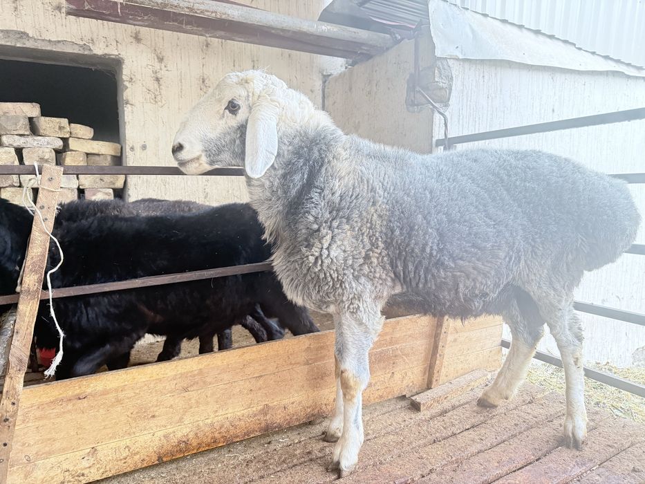 Кучкор сотилади 2 ёш