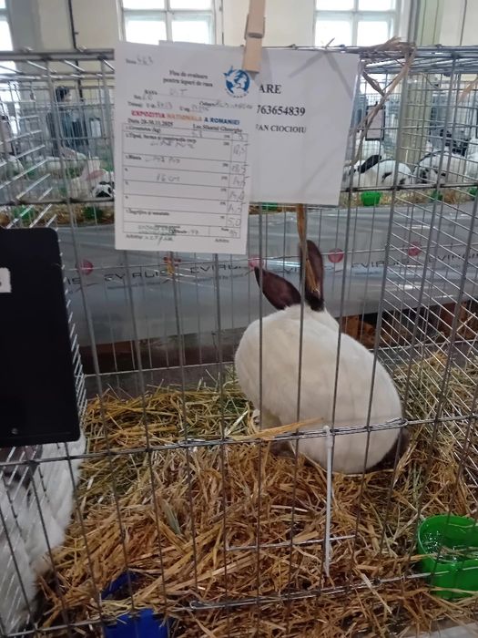 Uriaș de Transilvania