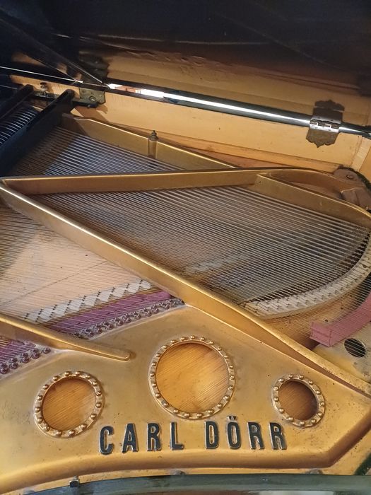 Pian vienez cu coada scurta