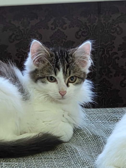 Котятки в добрые руки