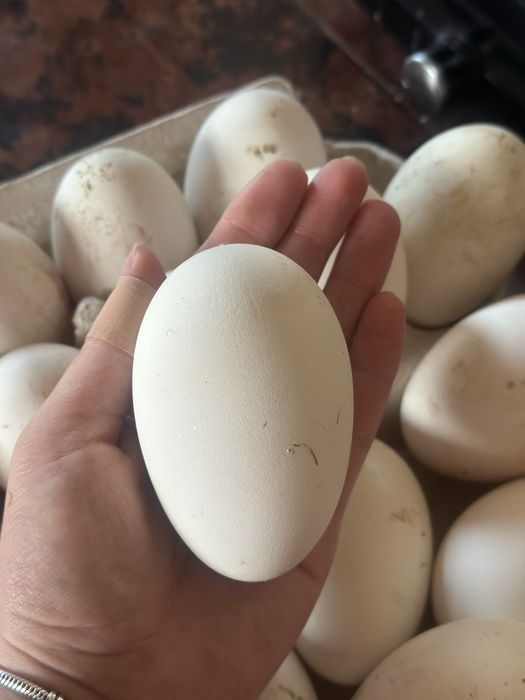 Vand oua de gâște rațe si găini