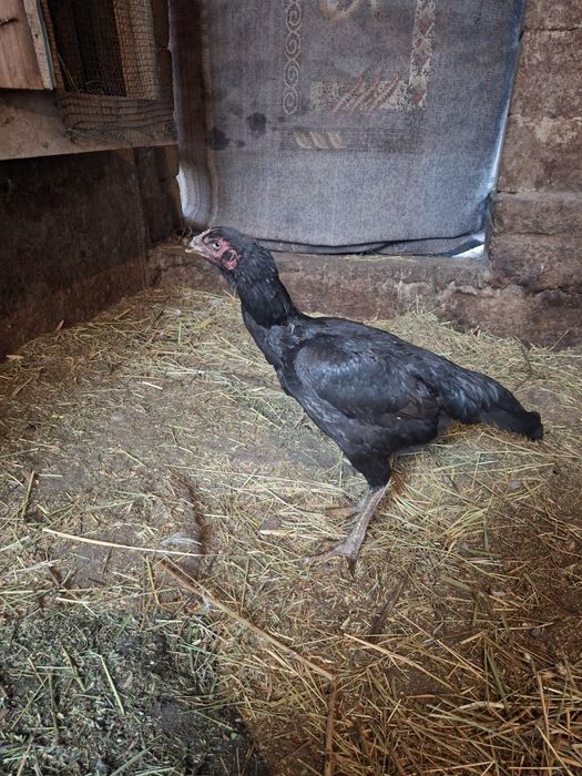 Продам даканок  срочно