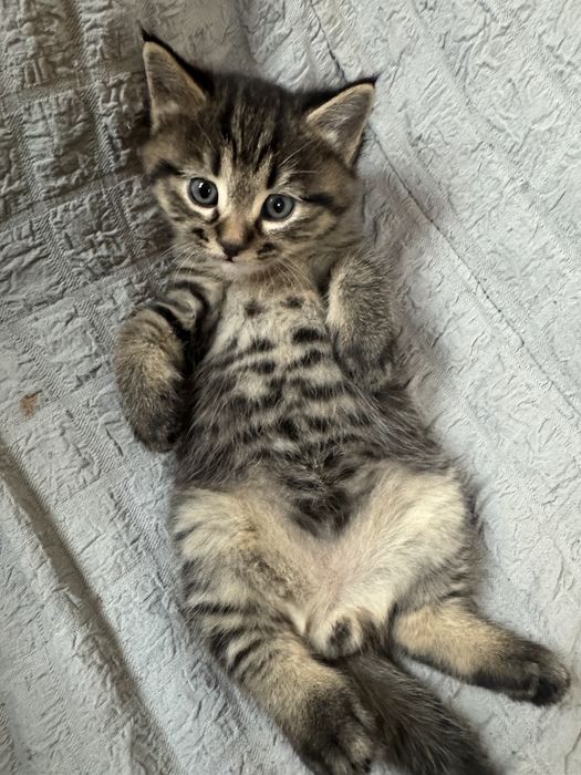 Skotsh Strayt tabbi Ona bola birga sotiladi