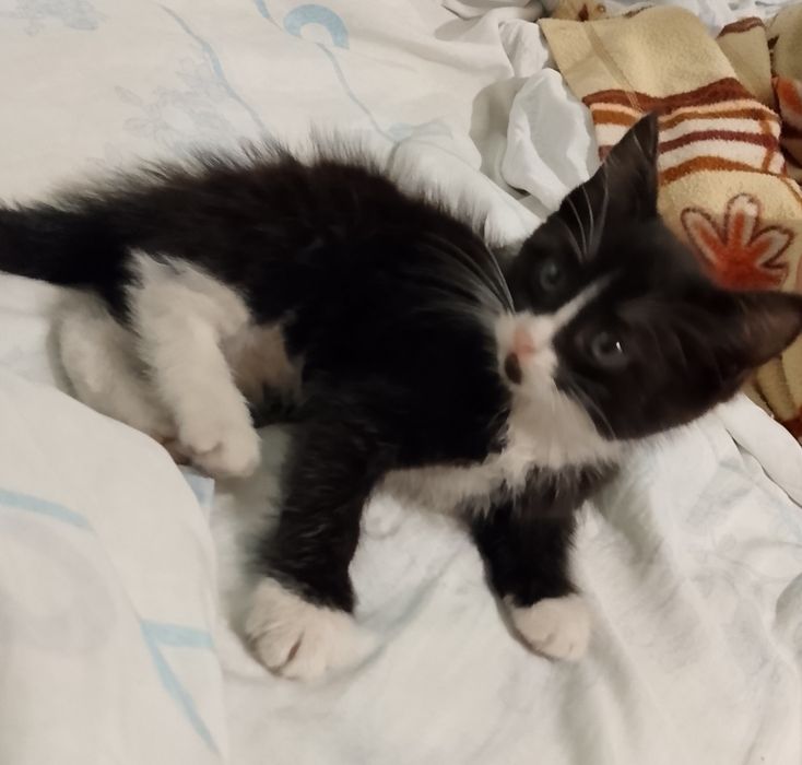 Отдам котят в хорошие руки