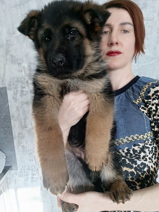 Щенки немецкой овчарки