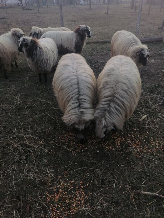Vând oi Turcană.