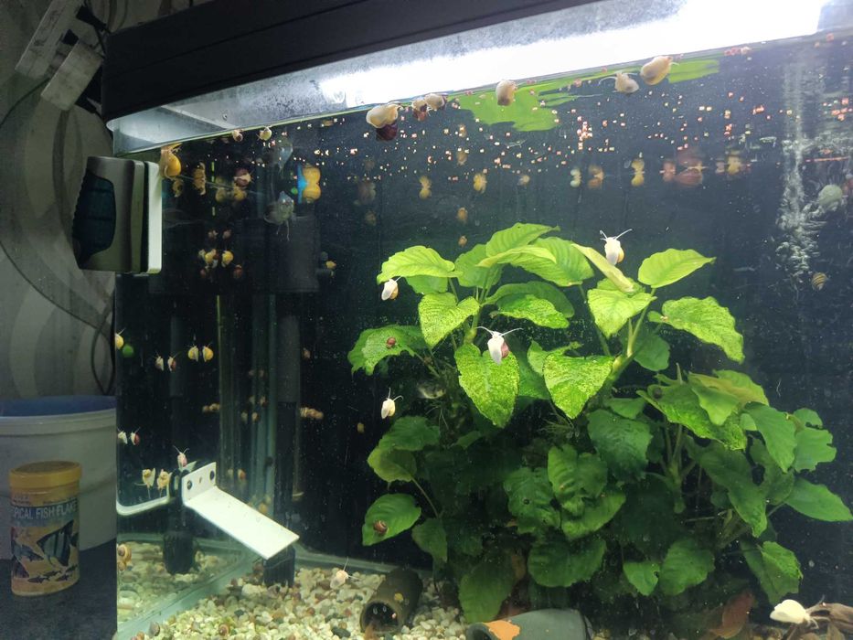 Продам улиток ампулярий