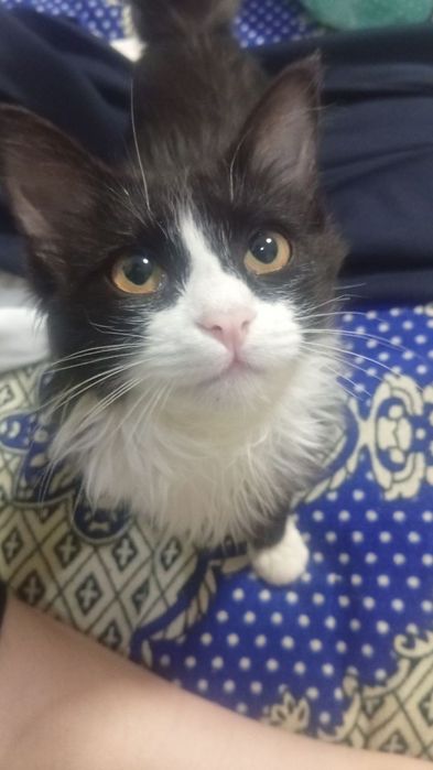 Животные даром в