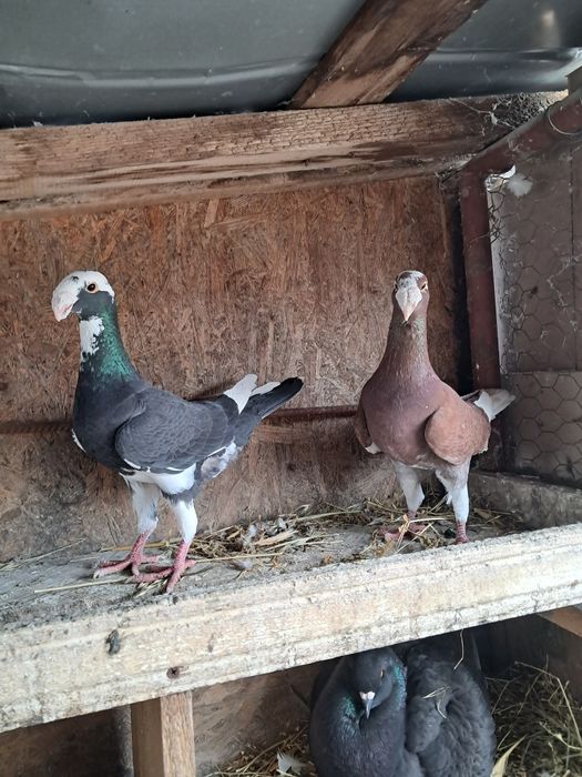 Porumbei de vânzare