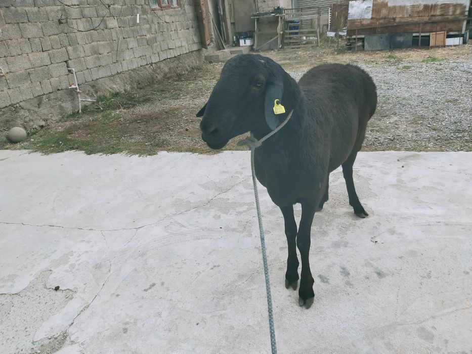 Қошқар сатылады .