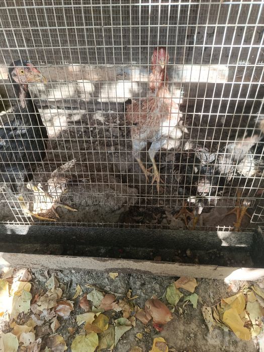 2 taZotor tovuq 5 jojasi va 4 ta joja bn 500 va 700