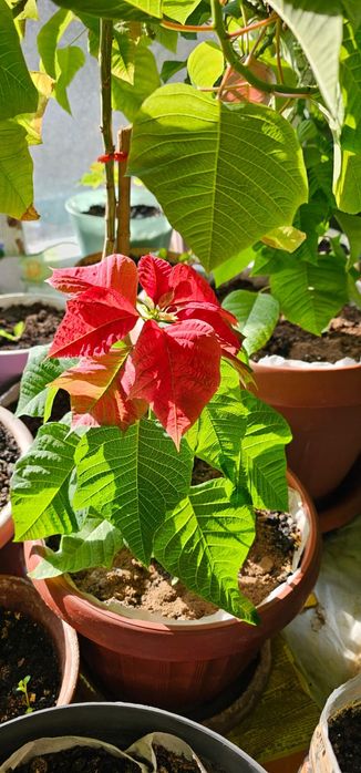 Продам цветы комнатные