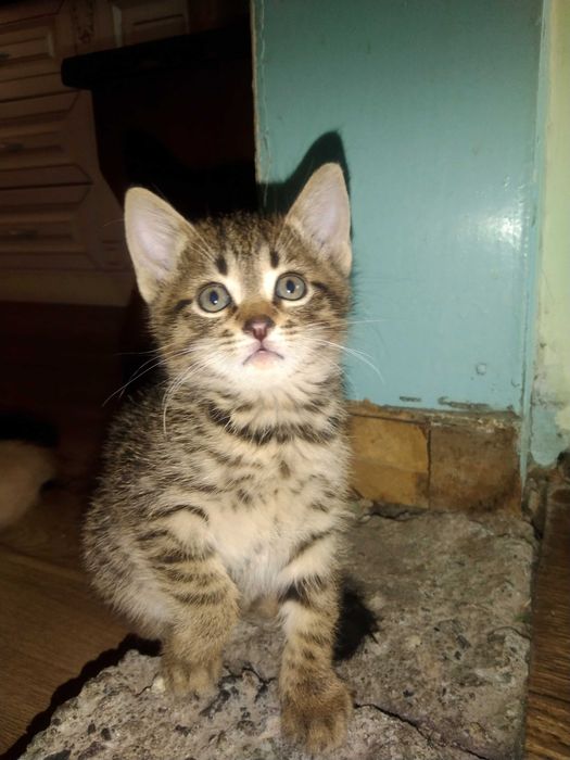 Отдам котят в добрые руки