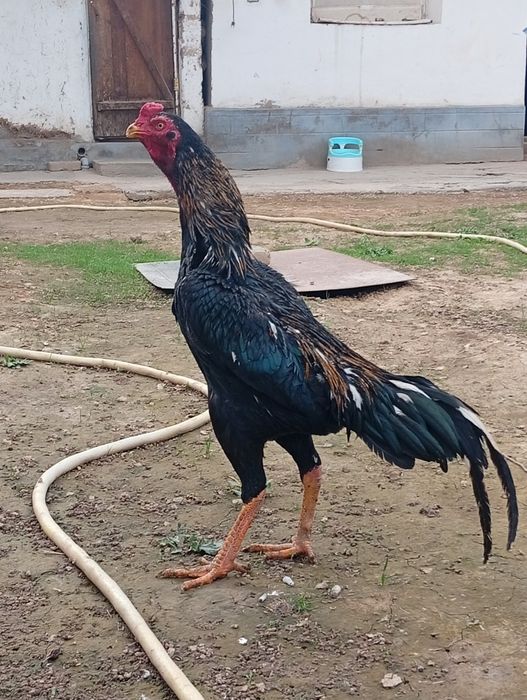 Joja soyuvda toza kareya