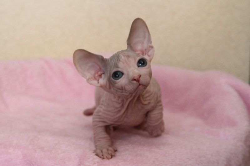 Котята канадского сфинкса