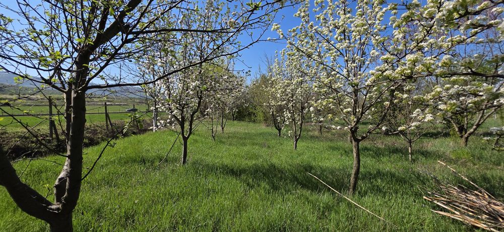 Teren intravilan Mâsca Arad asfalt Drumul Județean 709 l 3000 mp