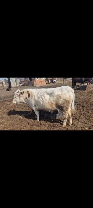 Бұқа, полторашка