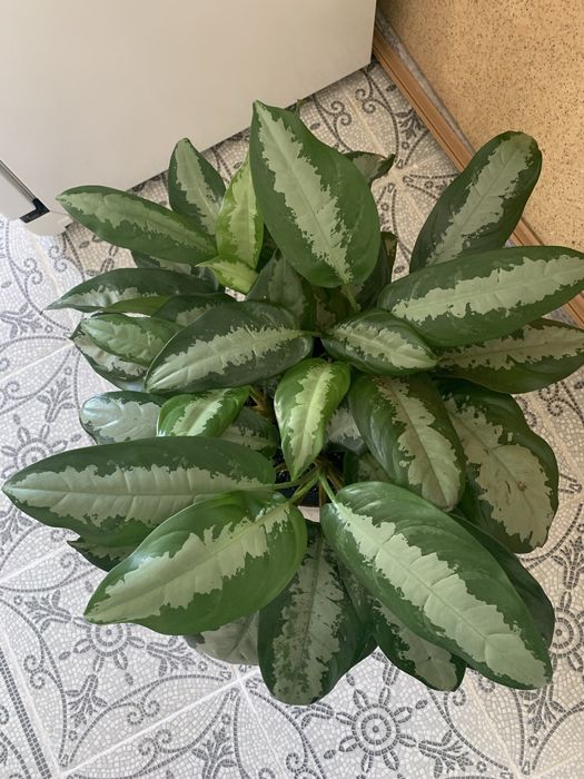 Продам Комнатные цветы