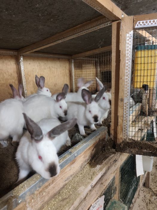 Продавам зайци калифорнийски
