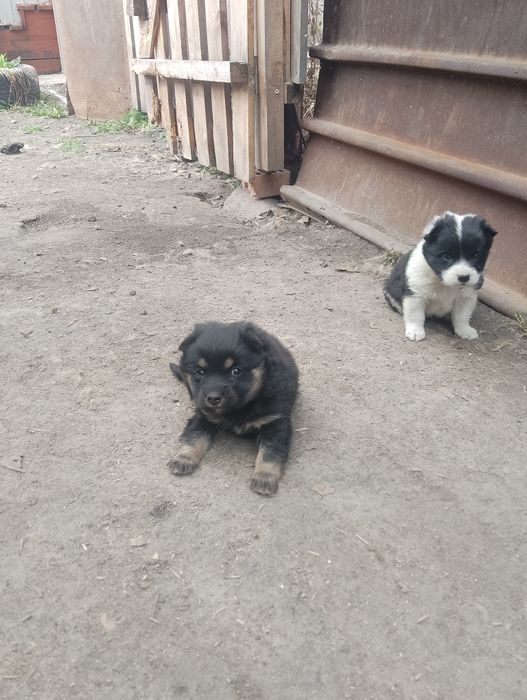 Щенята подкидыши