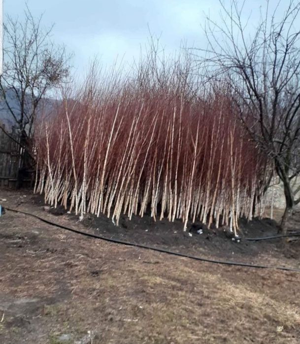 Mesteacăn mutitulpinar cu coaja alba decorativ,  Pret minim garantat